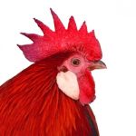 Bantam Stock Photo