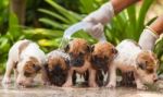 Female Hand Washing Puppy Dog Stock Photo