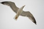 Seagull In Flight Stock Photo