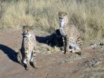 Cheetah In Namibia Stock Photo