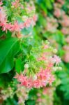 Rangoon Creeper Flowers Stock Photo