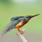 Female Common Kingfisher Stock Photo