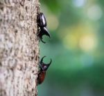 Rhinoceros Beetle Stock Photo