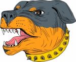 Rottweiler Guard Dog Head Aggressive Drawing Stock Photo