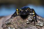 Fire Salamander Stock Photo