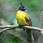 Black-crested Bulbul Stock Photo