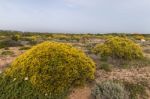 Landscape With Ulex Densus Shrubs Stock Photo