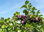 Bunch Of Plums Ripening In The Sunshine Stock Photo