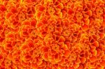 French Marigold Background Stock Photo