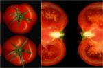 Tomatoes Collage Stock Photo