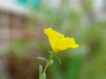 Blooming Yellow Pussley Stock Photo