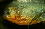 Red Bellied Piranha Fish On A Tank Stock Photo