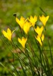 Yellow Rainlily Stock Photo