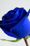 Blue Rose Stock Photo