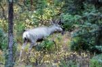 Mule Deer (odocoileus Hemionus) Stock Photo