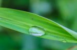 Green Leaf With Drops Of Water Stock Photo