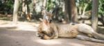 Kangaroo Outside During The Day Stock Photo