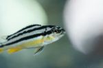 Zebra Fish Stock Photo