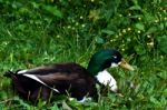 Male Duck Stock Photo