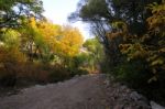 Autumn Scenery With Yellow, Green And Red Shinning Leaves In Fall In The Forest Stock Photo