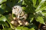 Bee And Fly Feeding On Flowering Castor Oil Plant (ricinus Commu Stock Photo