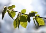 Young Leaves Stock Photo