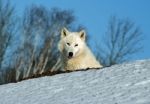 Arctic Wolf Stock Photo