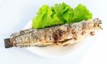 Grilled Salted Catfish Stock Photo