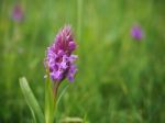 Southern Marsh Orchid (dactylorhiza Praetermissa) Stock Photo