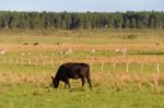 Cows Grazing In The Green Argentine Countryside Stock Photo