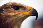 Golden Eagle Head Stock Photo