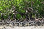 Mangrove Forest Stock Photo