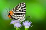 Club Silverline Or Spindasis Syama Terana, White Butterfly Eatin Stock Photo