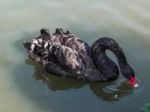 Black Swan (cygnus Atratus) Stock Photo