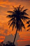 Palm Trees Silhouettes On The Colorful Sky Background Stock Photo