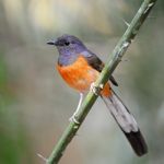 Juvenile Male White-rumped Shama Stock Photo