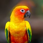 Sun Conure Stock Photo