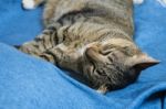 Cat Lying On Bed Stock Photo