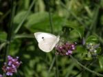 Small White (pieris Rapae) Butterfly Stock Photo