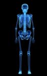 Skeleton Stock Photo