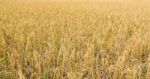 Golden Rice Field Stock Photo