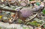 Grey Peacock-pheasant Bird Stock Photo