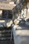 Long-tailed Macaque Monkey Sitting On Ancient Ruins Of Angkor Wa Stock Photo