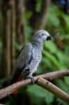 African Grey Parrot Stock Photo