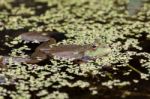 Marsh Frog Stock Photo