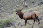 Elk Or Wapiti (cervus Canadensis) Stock Photo