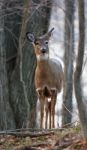 Cute Deer Is Looking At Something Stock Photo