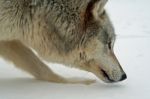 Lone Gray Wolf Stock Photo