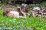 White Brown Rabbit In Grass Field Stock Photo