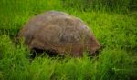 Turtles On Santa Cruz (galapagos) Stock Photo